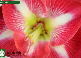 hippeastrum Monte Carlo (3)